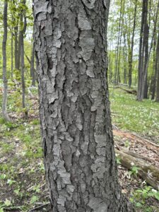 Tree Trail